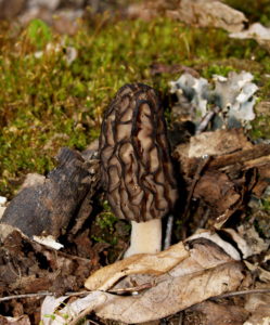 mushroom gaylord hunting outdoors